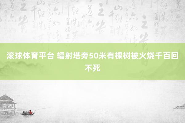 滚球体育平台 辐射塔旁50米有棵树被火烧千百回不死