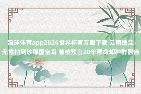 滚球体育app2026世界杯官方版下载 云南绥江无意拍到珍稀国宝鸟 曾被预言20年殒命却种群翻倍