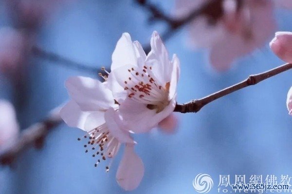 图片起头：网释教文化 照相：十愿